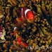 anemonefish_spinecheek_mid_h_0705_png1318.jpg